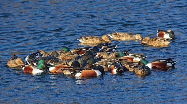 File:Spinus-northern-shoveler-2015-01-n025006-w.jpg by Spinus Nature Photography (Spinusnet) is licensed under CC BY-SA 3.0